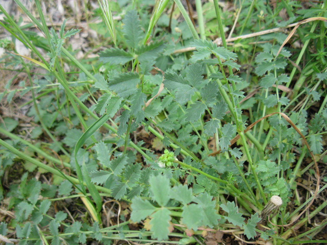 Image of Poterium polygamum specimen.