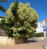 Ficus microcarpa