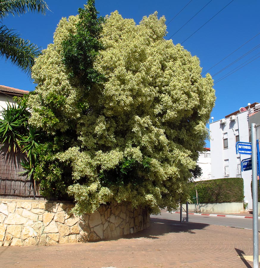 Image of Ficus microcarpa specimen.