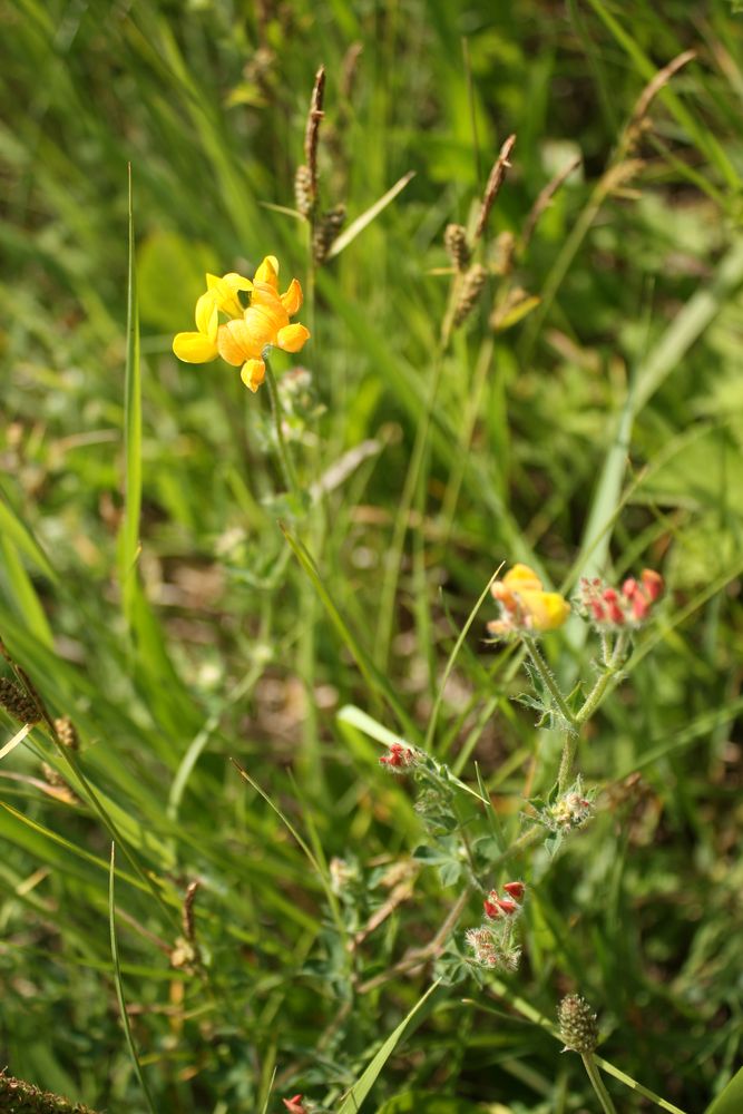 Image of Lotus caucasicus specimen.