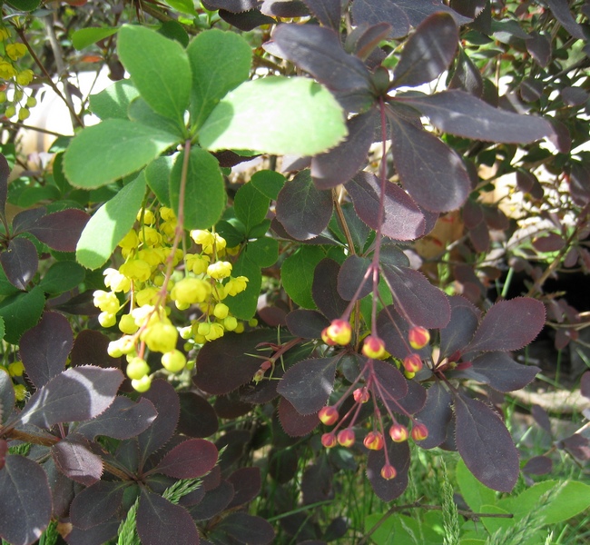 Image of Berberis vulgaris specimen.