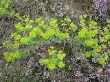 род Euphorbia