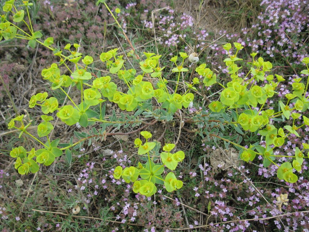 Изображение особи род Euphorbia.