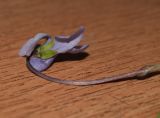 Viola × hyperborea
