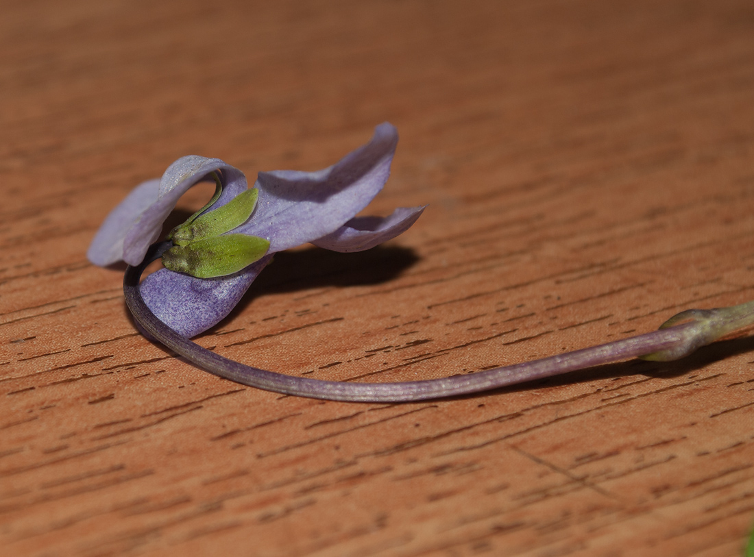 Image of Viola &times; hyperborea specimen.