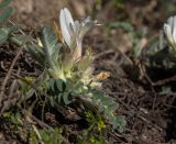 Astragalus testiculatus. Цветущее растение. Башкортостан, Ишимбайский р-н. окр. села Ишеево, известняковый склон. 02.05.2013.