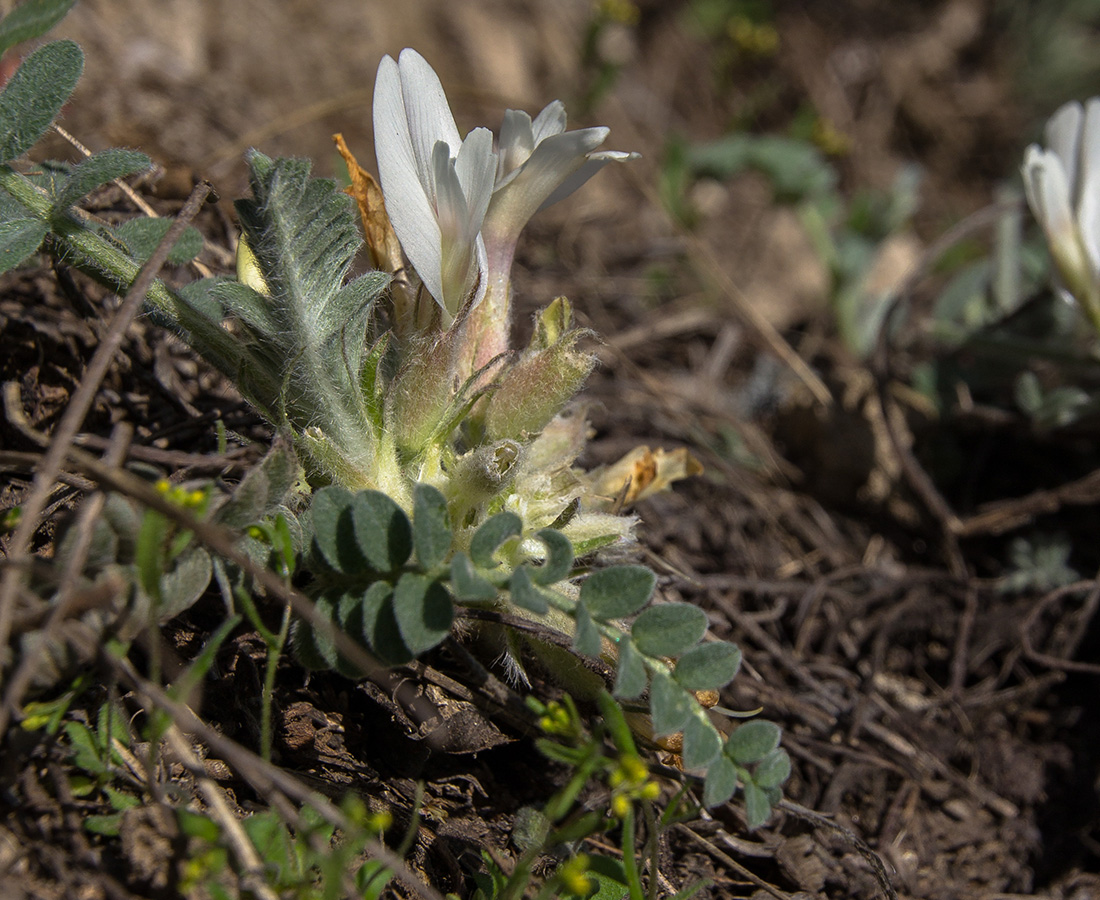 Изображение особи Astragalus testiculatus.