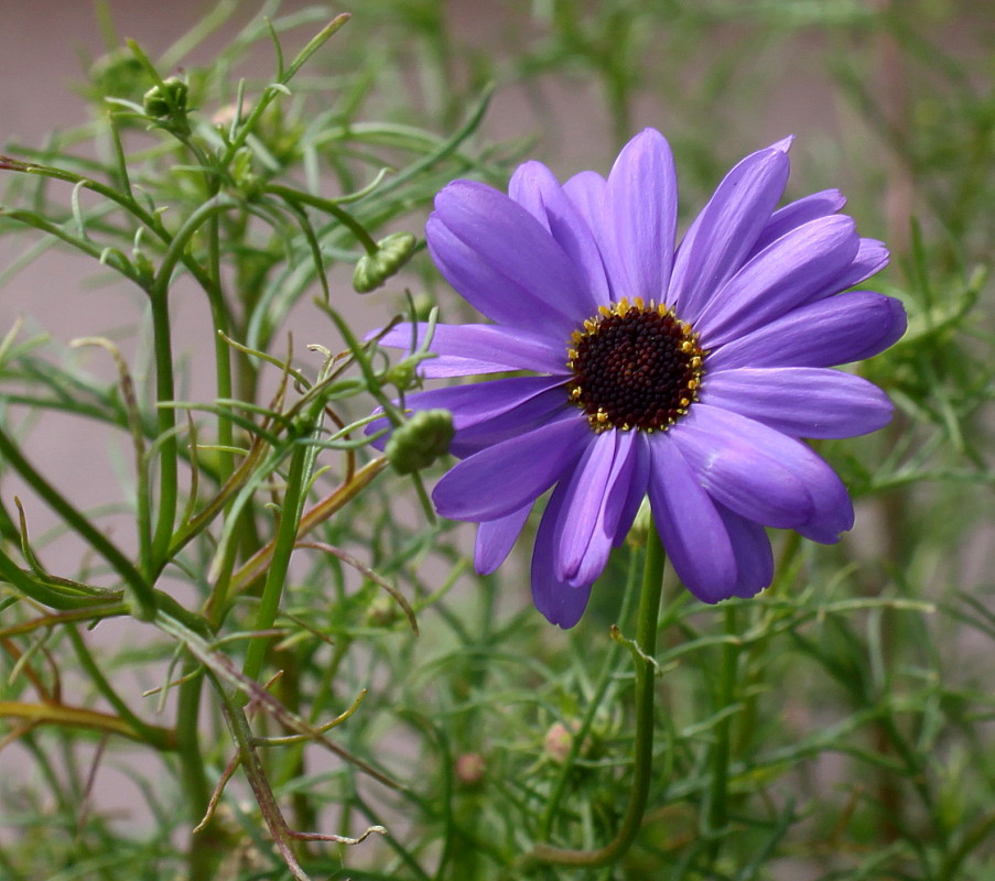 Изображение особи Brachyscome multifida.