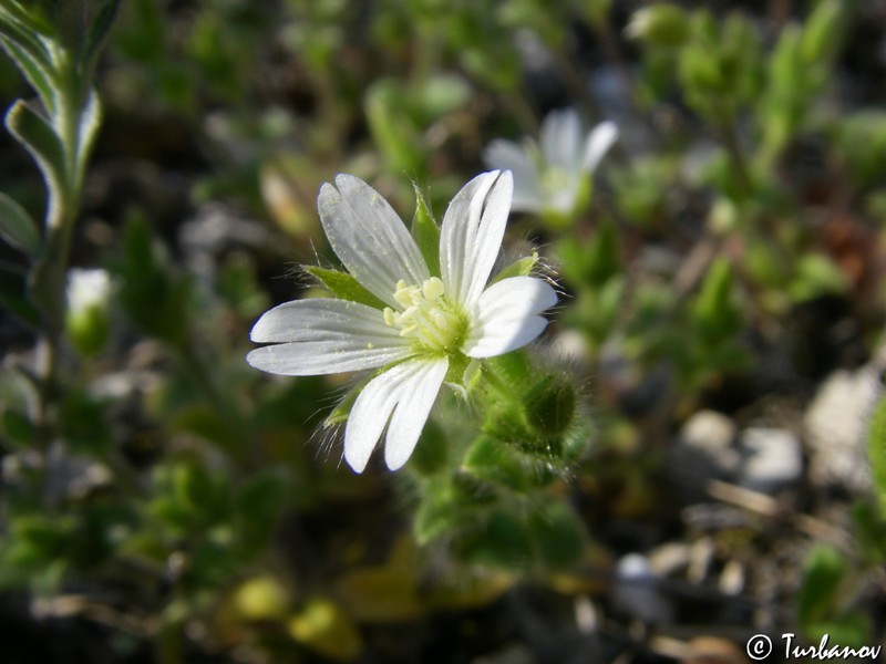 Image of Cerastium brachypetalum ssp. tauricum specimen.