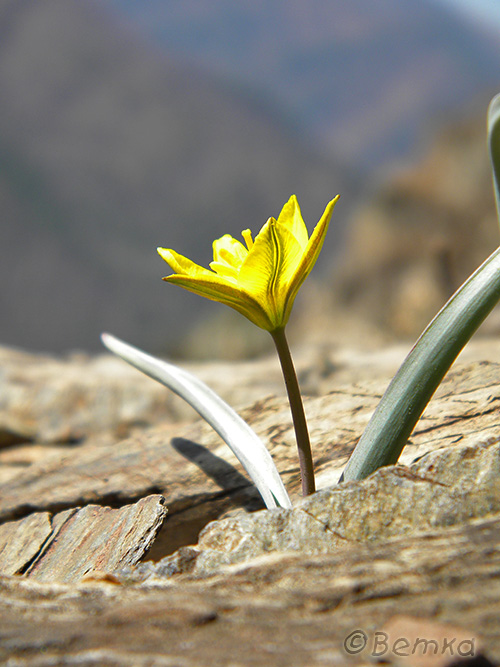 Image of Tulipa uniflora specimen.