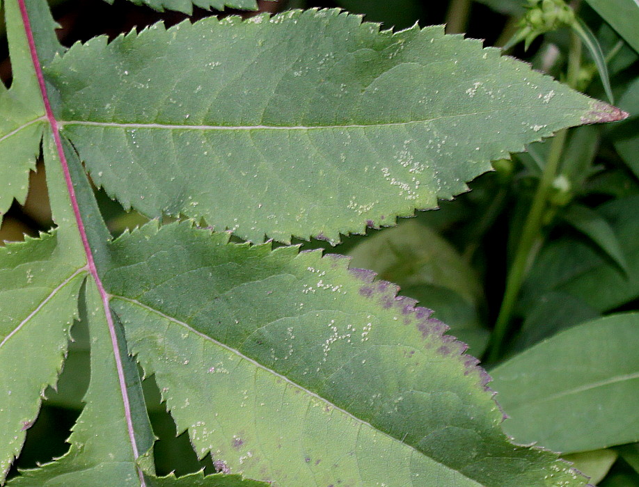 Image of genus Cephalaria specimen.
