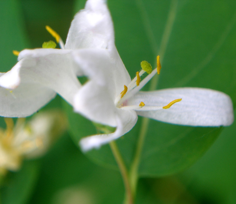 Изображение особи Lonicera tatarica.