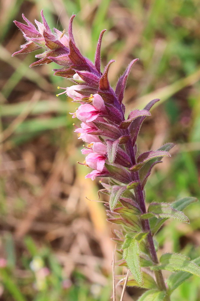 Изображение особи Odontites vulgaris.