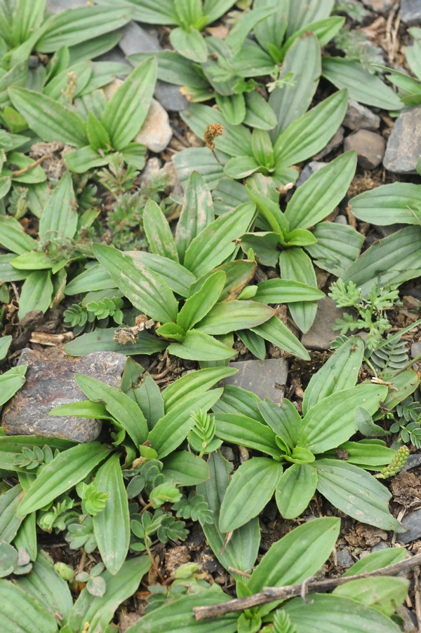 Изображение особи Plantago depressa.