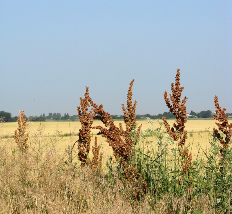 Изображение особи Rumex patientia ssp. orientalis.