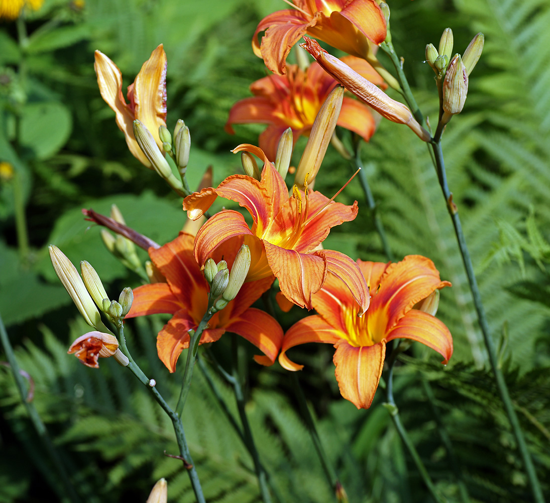 Image of Hemerocallis × hybrida specimen.