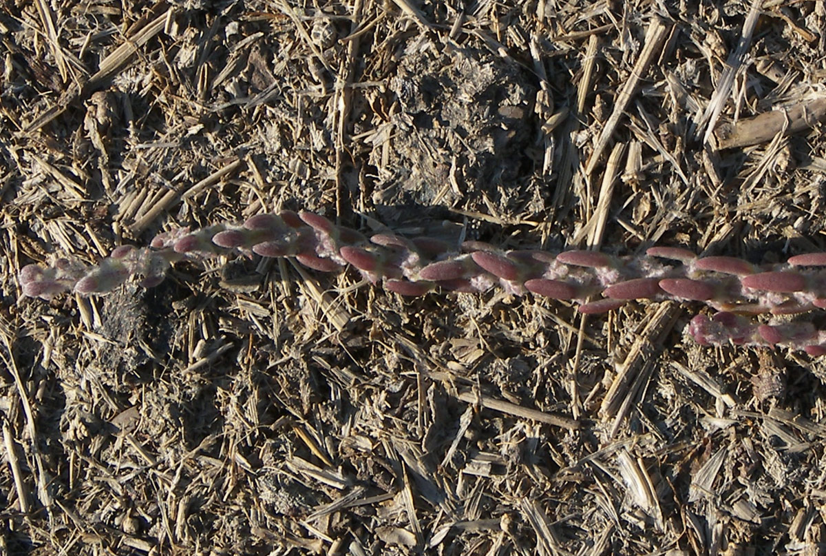 Image of Sedobassia sedoides specimen.