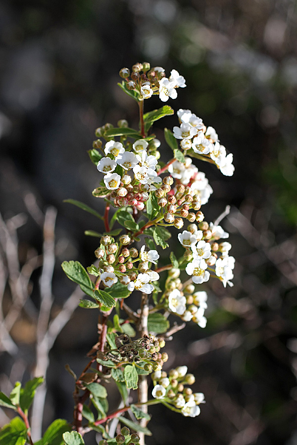 Image of Spiraea pilosa specimen.