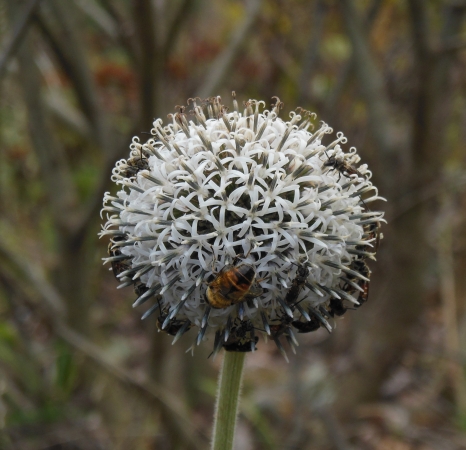 Изображение особи род Echinops.