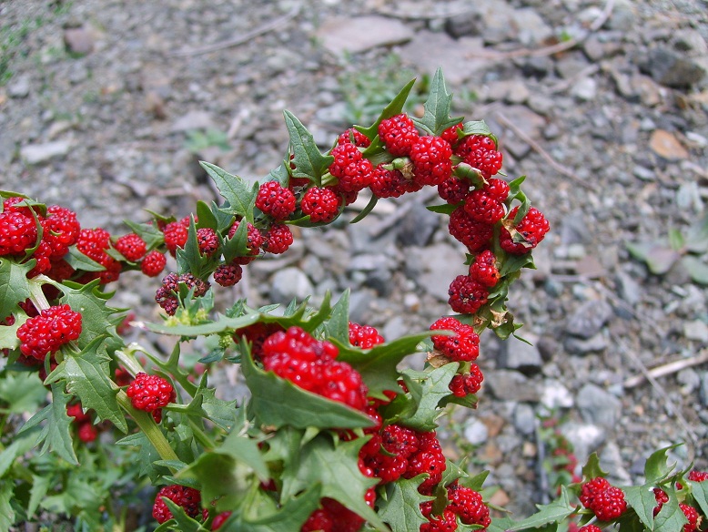 Image of Blitum virgatum specimen.