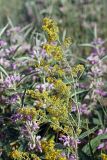 Galium verum. Верхушка цветущего растения. Южный Казахстан, южное обрамление перевала Чокпак. 23.06.2013.