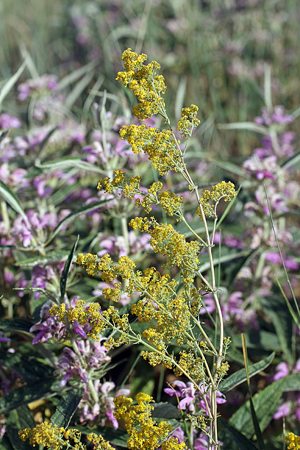 Изображение особи Galium verum.