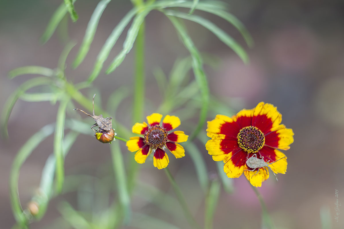 Image of Coreopsis tinctoria specimen.