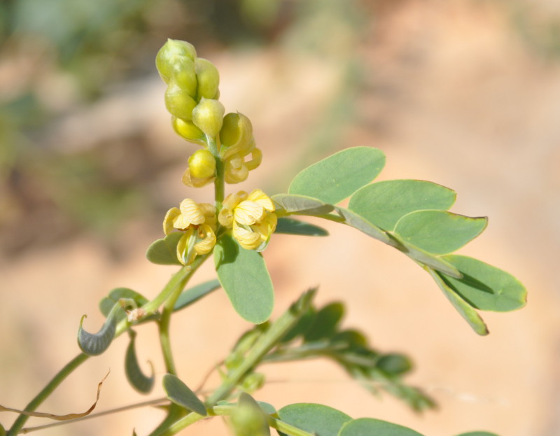 Image of Senna italica specimen.