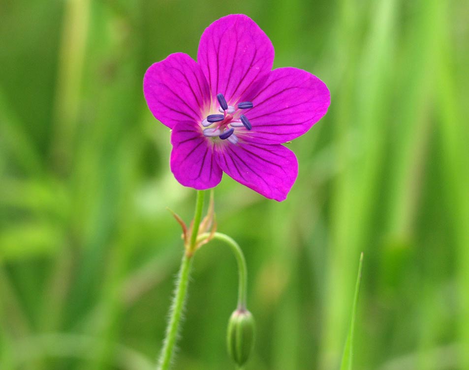 Изображение особи Geranium palustre.