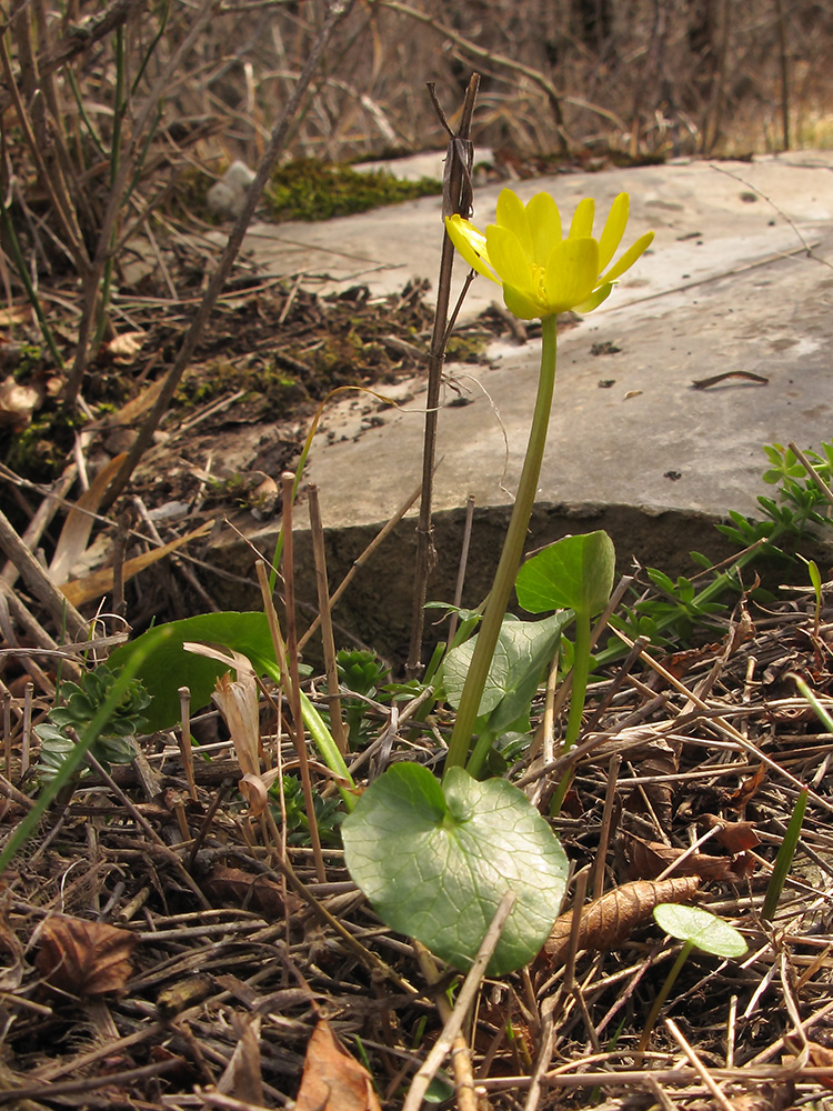 Изображение особи Ficaria calthifolia.