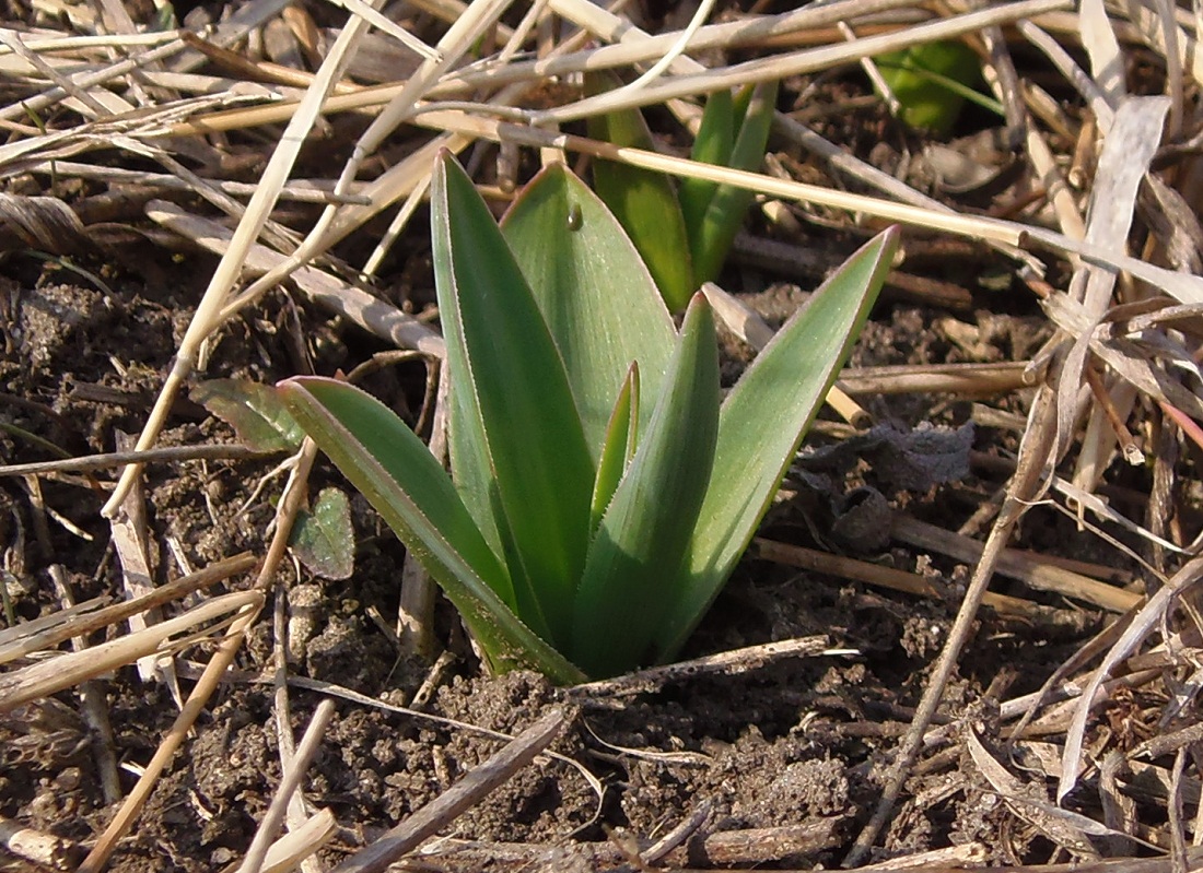 Image of Bellevalia sarmatica specimen.
