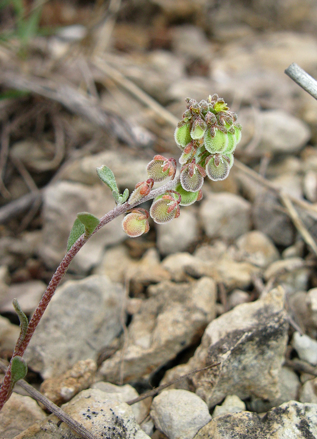 Image of Clypeola jonthlaspi specimen.