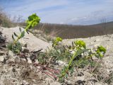 Euphorbia petrophila