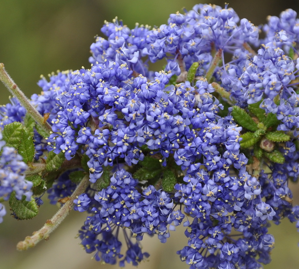 Image of genus Ceanothus specimen.