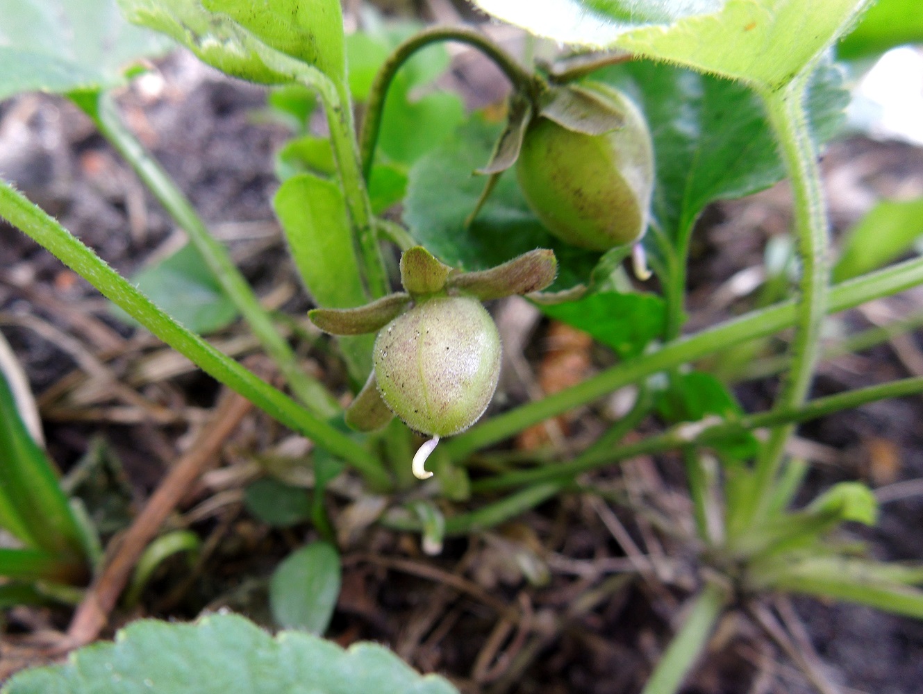 Image of Viola odorata specimen.