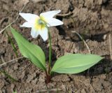 Erythronium krylovii