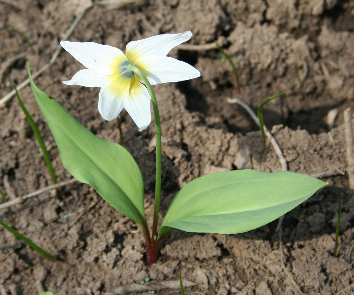 Изображение особи Erythronium krylovii.