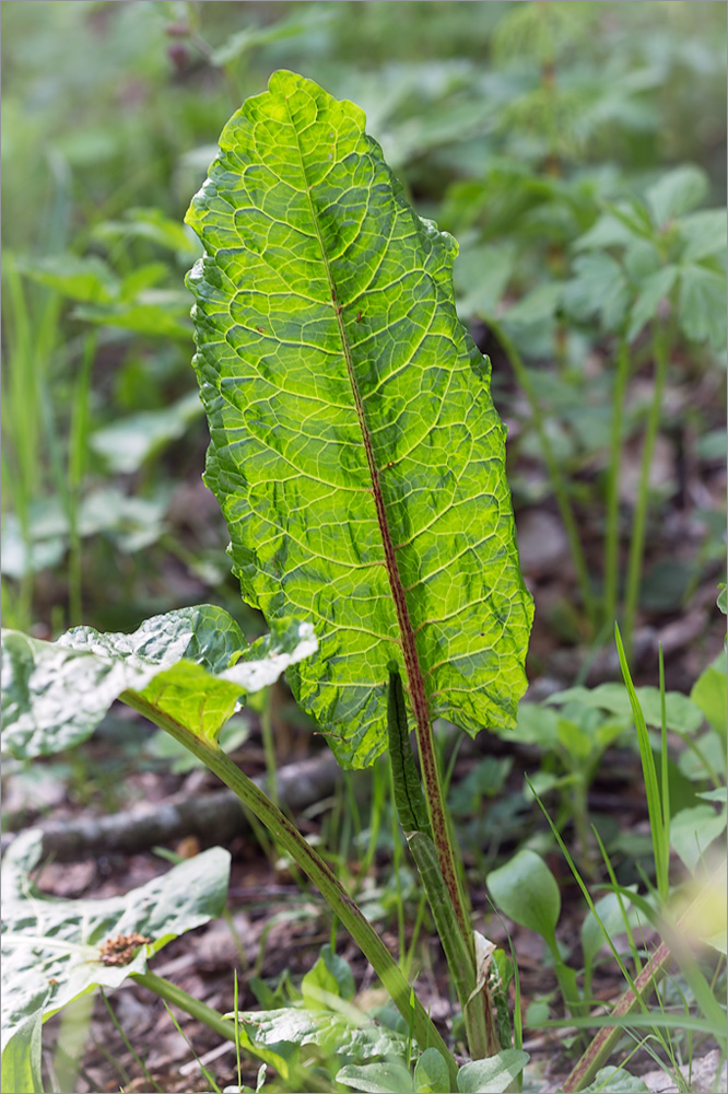 Image of Rumex obtusifolius specimen.