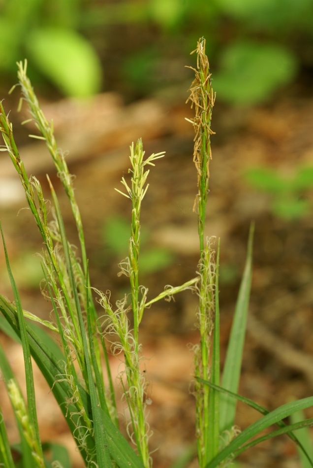 Image of Carex bostrychostigma specimen.