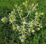 Eryngium campestre. Цветущее растение на приморском лугу. Нидерланды, Северное море, остров Схирмонниког. Август 2007 г.