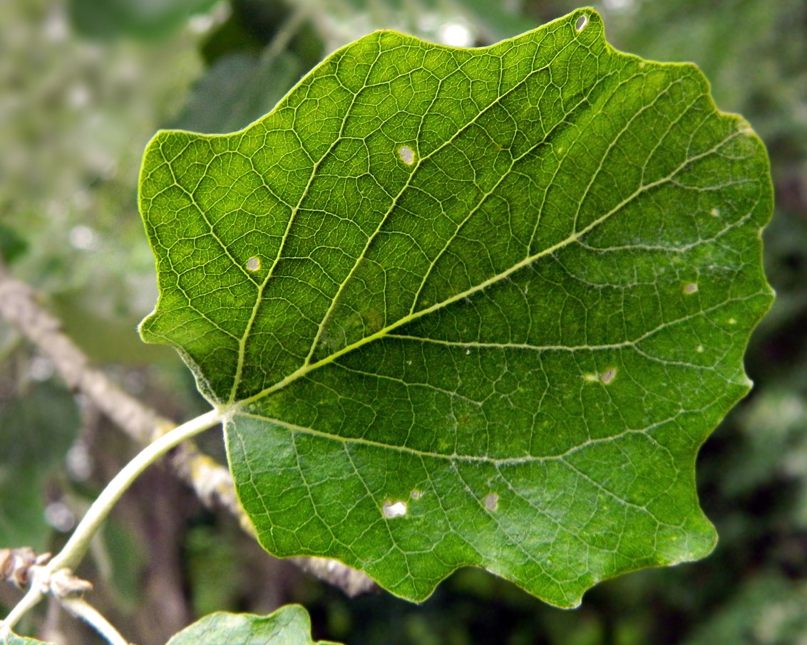 Изображение особи Populus alba.