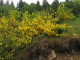 Sarothamnus scoparius. Цветущие растения. Украина, Закарпатская обл., Раховский р-н, окр. с. Квасы. 6 июня 2009 г.