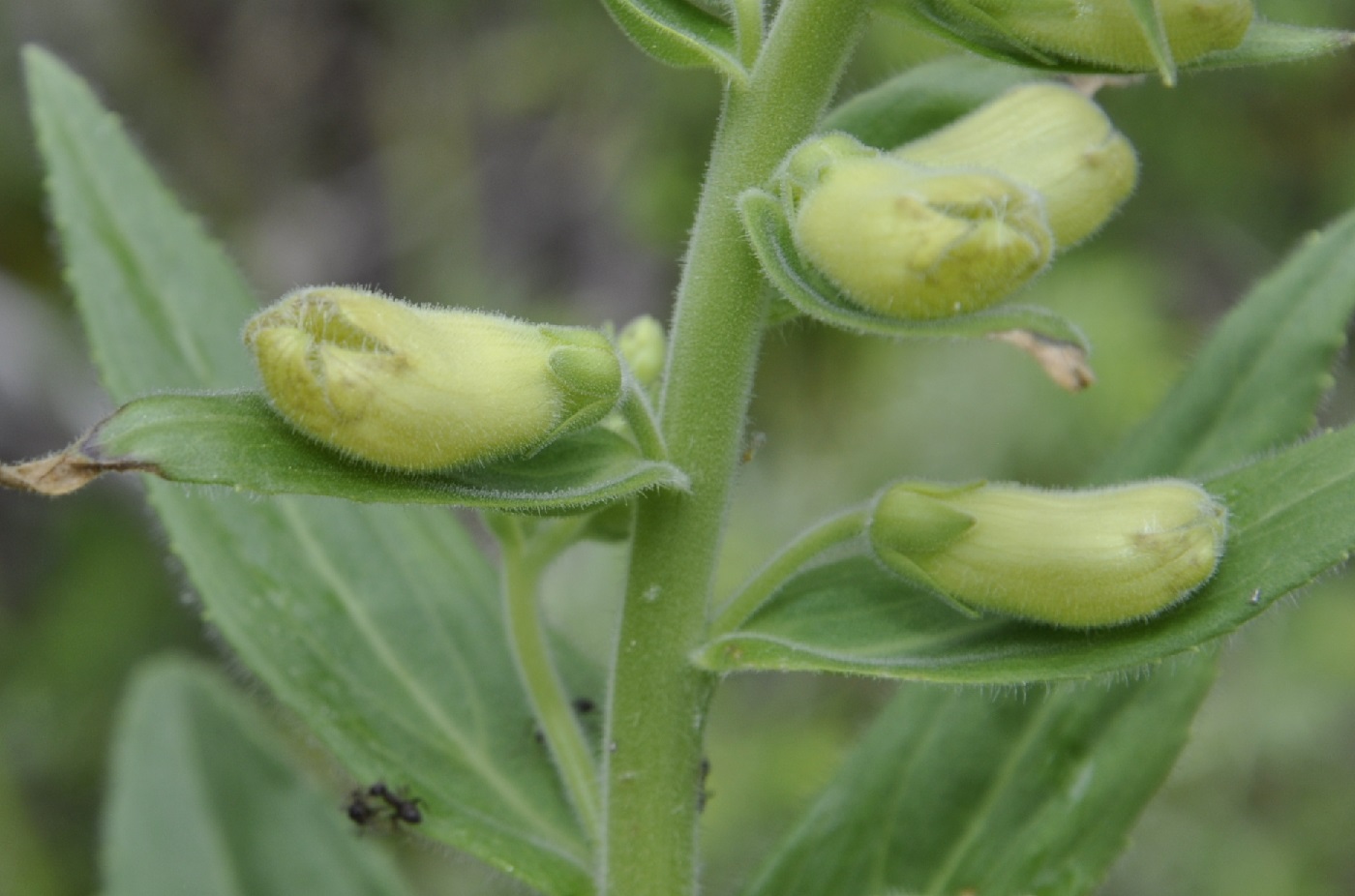 Image of Digitalis grandiflora specimen.