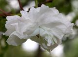 Prunus serrulata. Цветок ('Shirofugen'). Германия, г. Дюссельдорф, Ботанический сад университета. 02.06.2014.