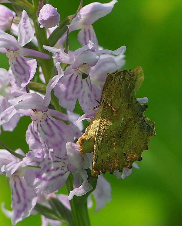 Image of Dactylorhiza fuchsii specimen.
