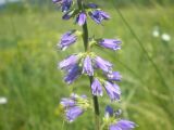 Campanula bononiensis