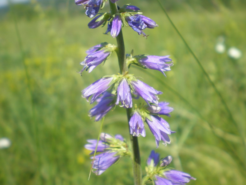 Изображение особи Campanula bononiensis.