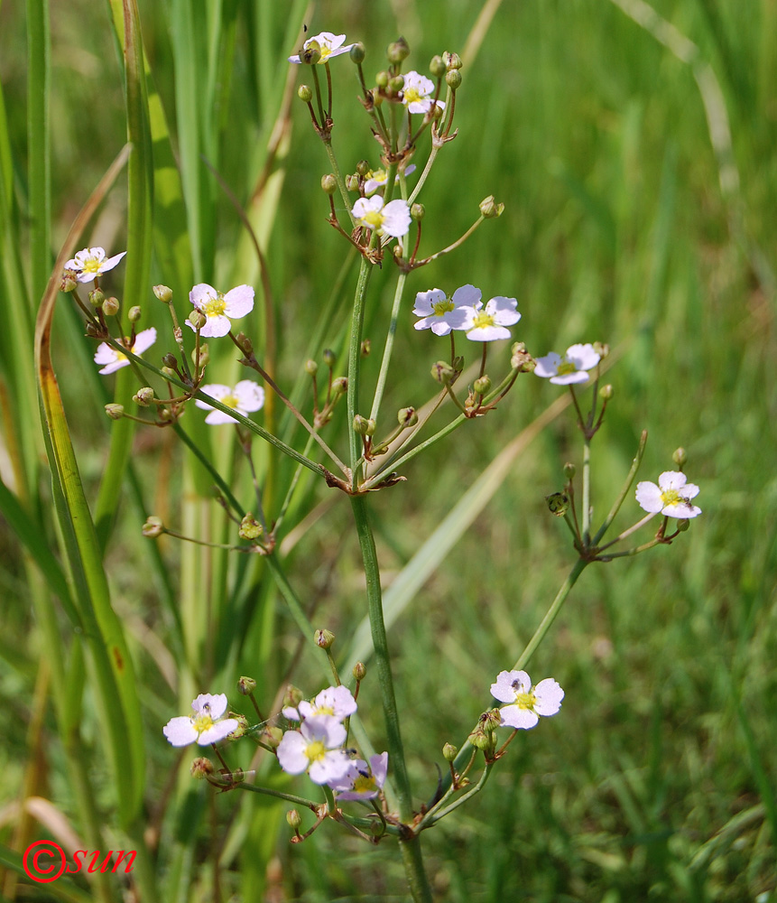 Image of Alisma plantago-aquatica specimen.