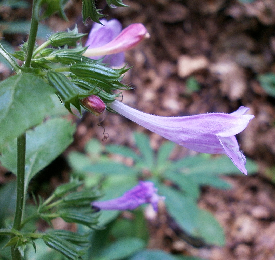 Image of Drymosiphon grandiflorus specimen.