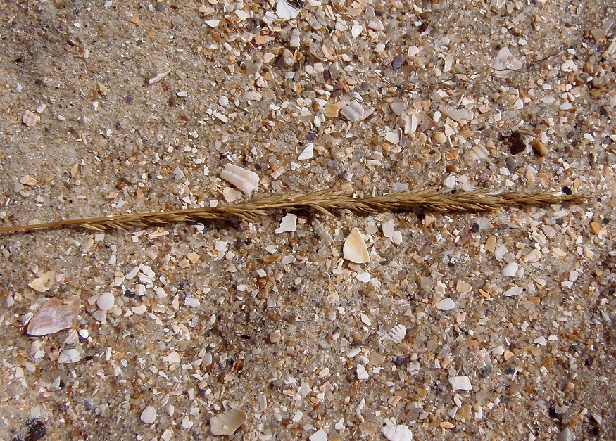 Image of Festuca beckeri specimen.